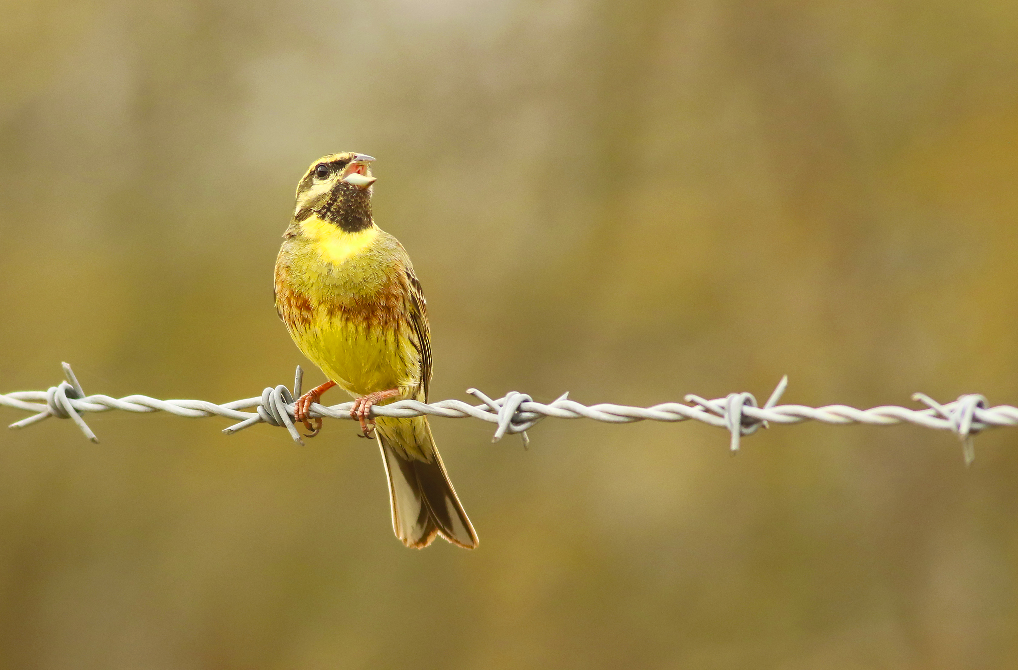 Cirl Bunting